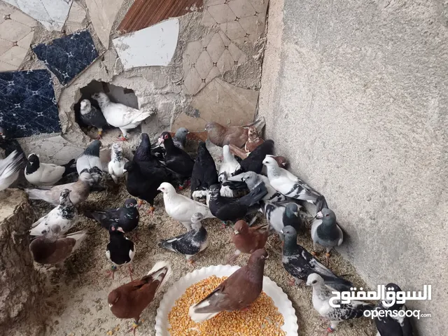 حمام للبيع برصيفة حي الرشيد