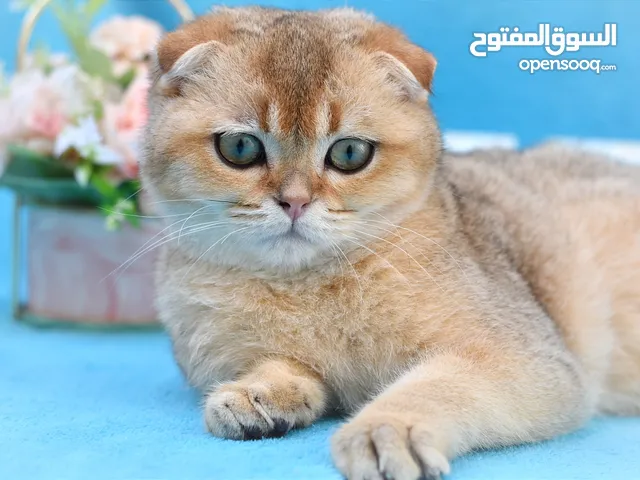 Scottish fold