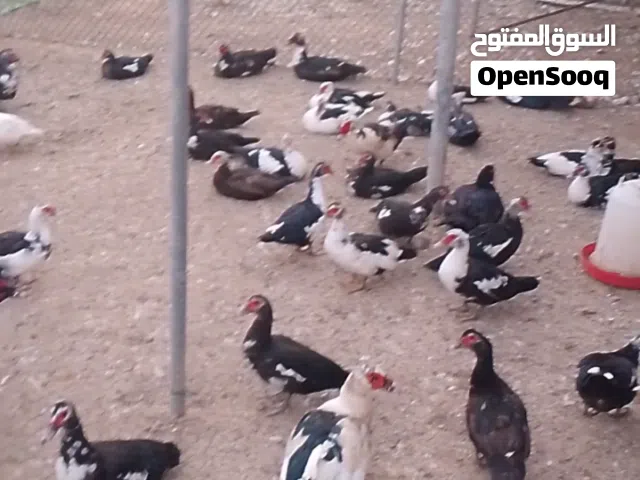 بط مصري للبيع