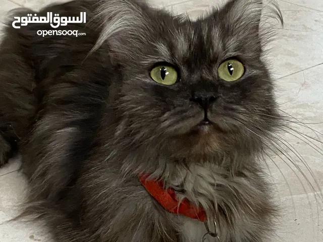 قطط انثى للبيع