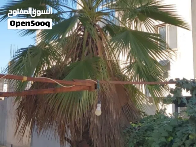 شجرة نخيل للزينة