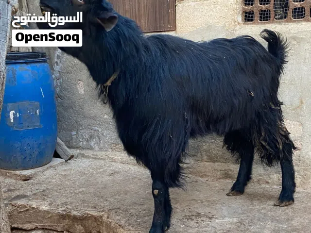 جدي للبيع