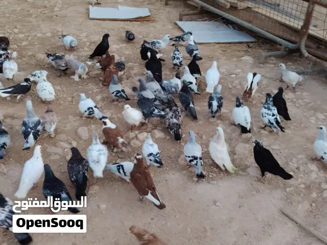 موجود كوم حمام مشكله