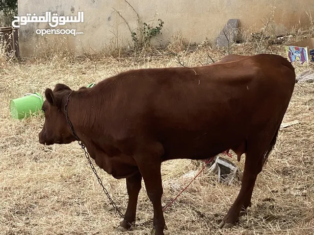 بكيره للبيع