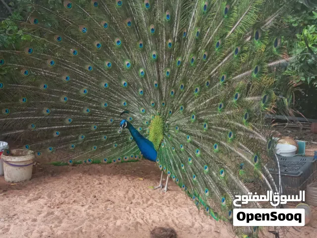 طاووس ليبيا  دكر