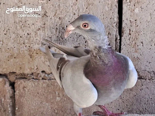 مطلوب طيرة مراسلي بطعجه