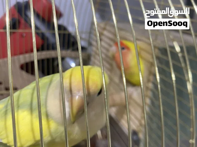 زوج كروان الحجم سوبر سوبر جامبو ازواج روز الحجم سوبر سوبر جامبو العد 2 زوجين هدد داخلي الفين