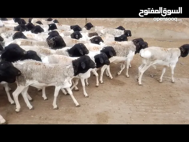 اغنام صومالي كبار