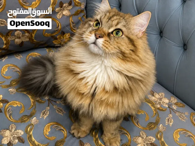 قط سيبيري مع ماين كوون