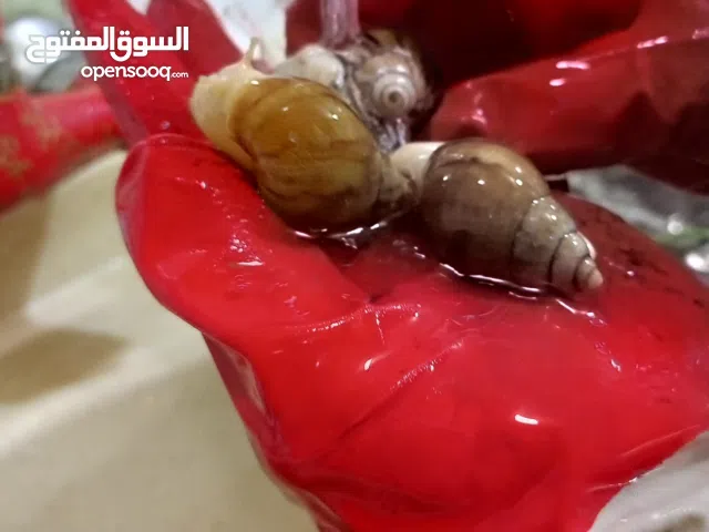 حلزون افريقي للبيع نوعين تايكر وكريميل