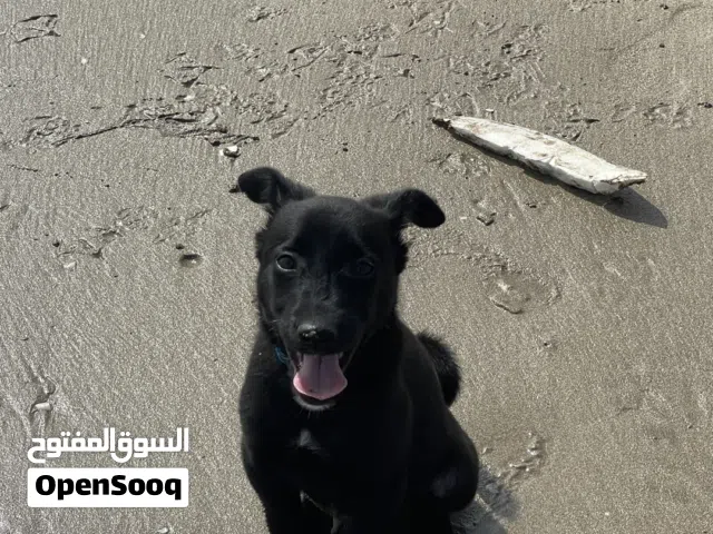 German Shepherd Black Jack