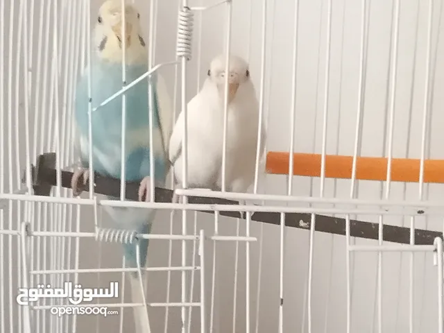 عصافير بقلينو