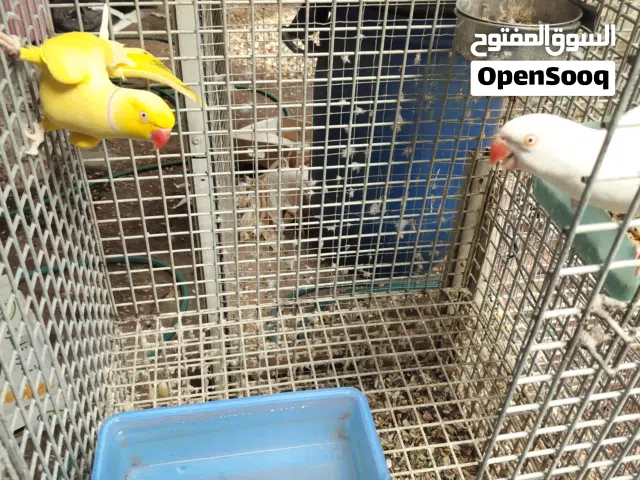 زوج متو الذكر لاتينو و النثيه البينو