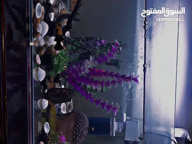 حوض بسم الله ماشاء الله شوف الوصف