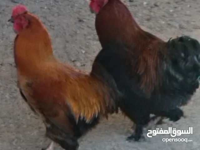 بيع دجاج البراهما
