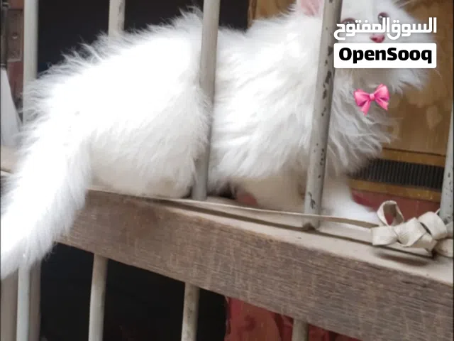 حيوانات للبي.