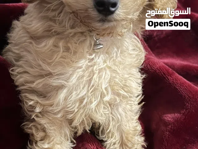 كلب توي بودل