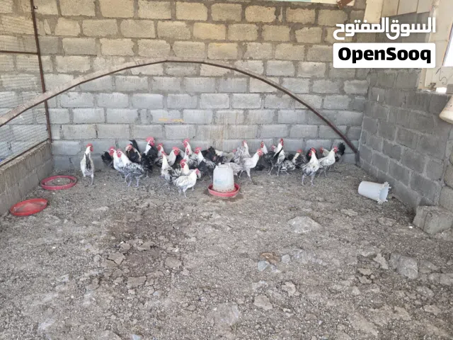 ديكه الفيومي للبيع