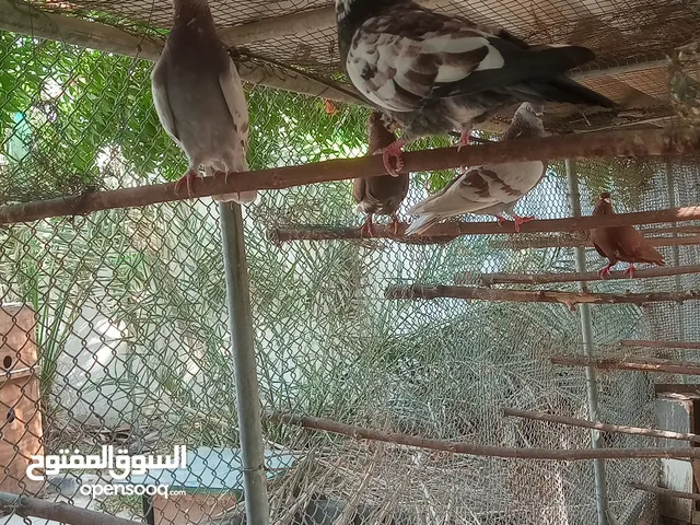 طيور حمام ، العدد 7 حبات ، أزواج وفرديات