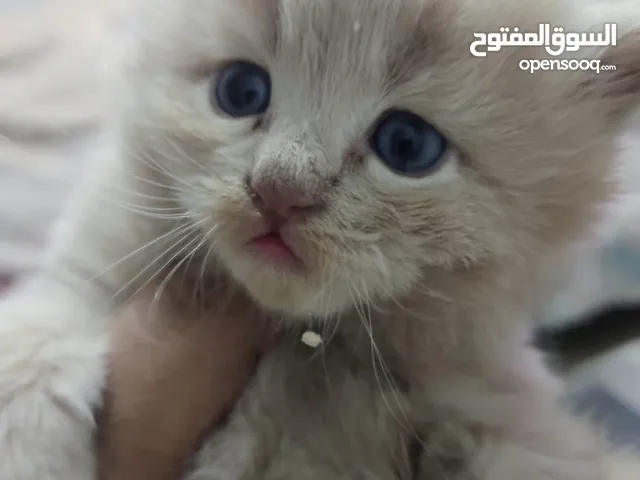 قطط بيرشن هاف بيكى