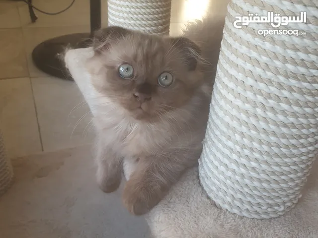 قط ذكر سكوتش همالايا