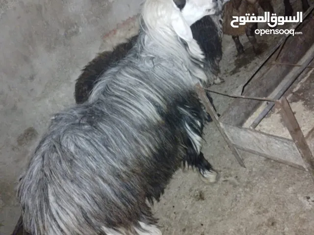 خروف نجدي معه من كل جال حبه وزن 115كيلو