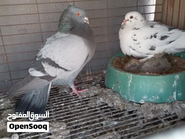 جوزين حضان يربن حتى 3 فروخ من الحضيره