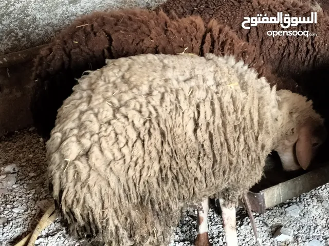 علالش عيد للبيع