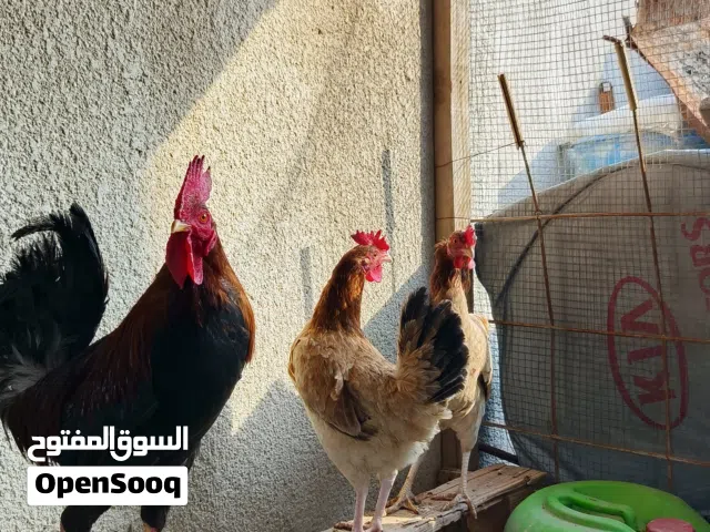 دجاج كويتي سيت مطوك وحده كوك اصفر وحده كوك احمر والديج دبسي  النصبه والون شوفت عينك