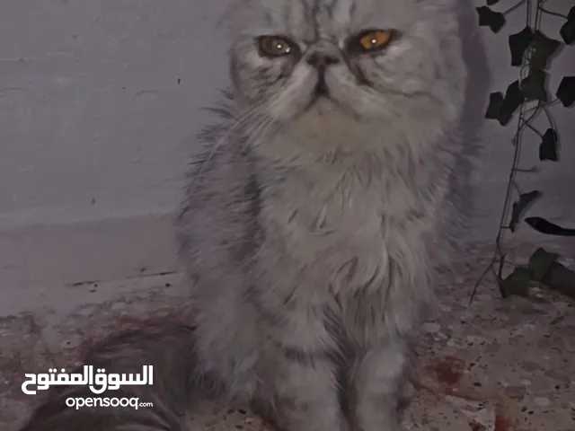بسه شيرازي