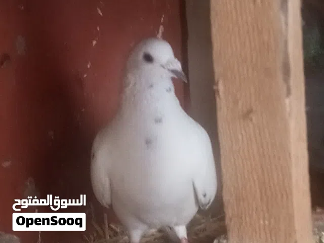 بصره سعرهن15نثيه وفحلين