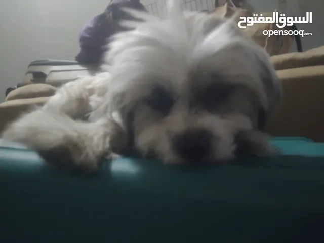 شيتوس مكس شيواو أنثي. تحب تلعب مع الاطفال شقية مع أغراضها