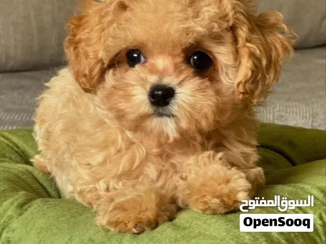 Gorgeous Male and Female teacup poodle puppies read for new home