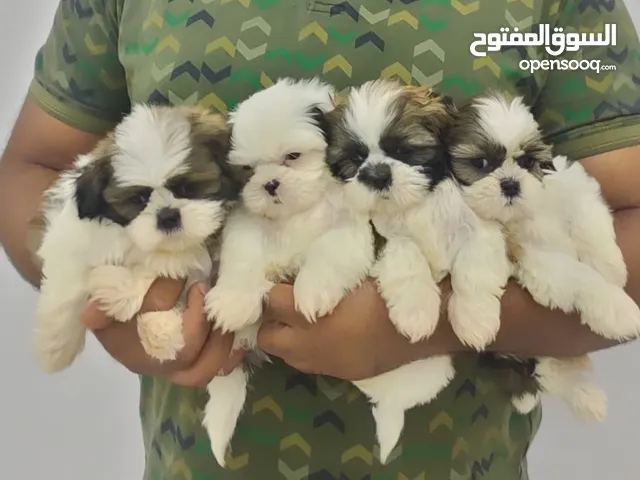 High quality pure Shihtzu puppies