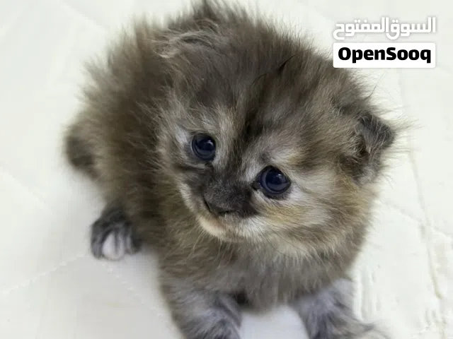 قطط شيرازيه بيور