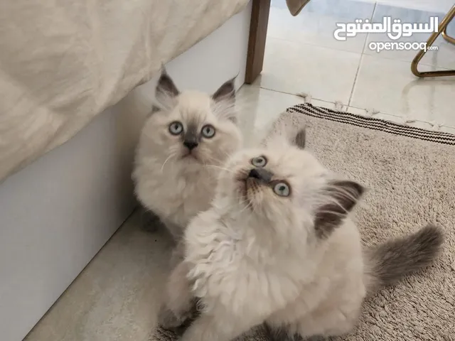 Himalayan ragdoll maled