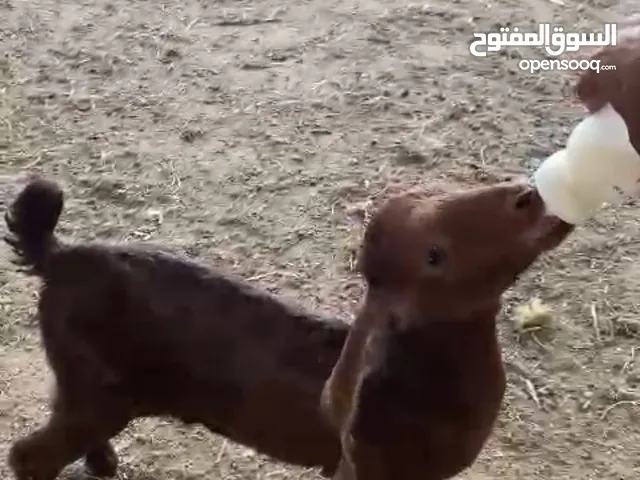 للبيع غنمه غنمه مخلوطه اليفه تشرب مرضعه