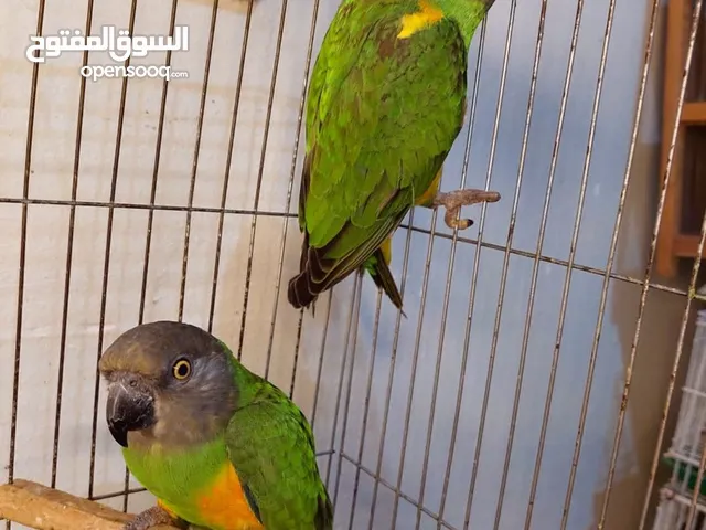 قص سنغالى شغال عين صفرا