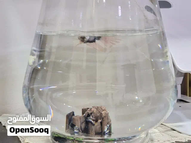 betta fish