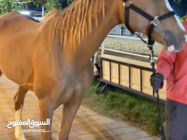 للبيع خيل في العين