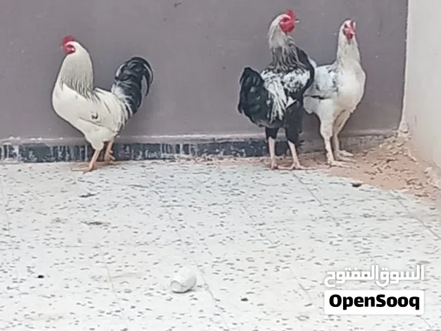 دجاج سايكس