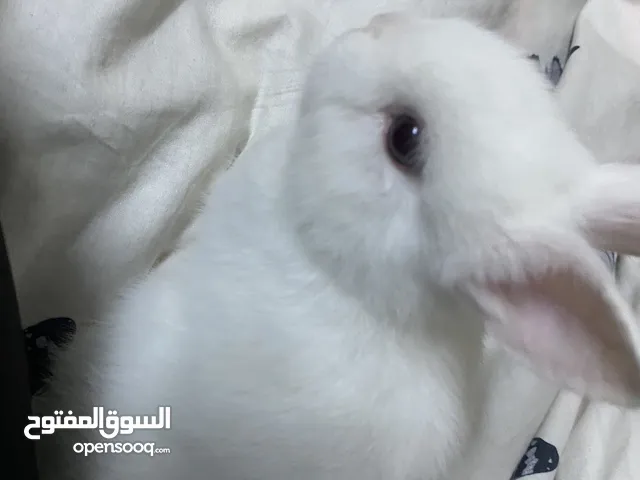 ارانب ارنب الابيض هولندي