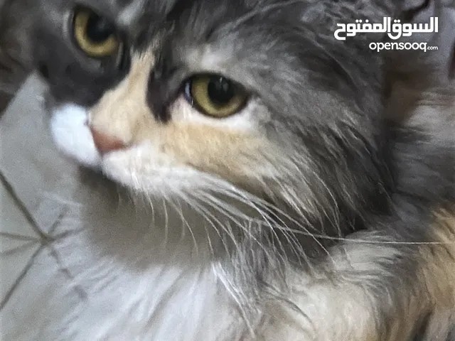 قطة للتبني