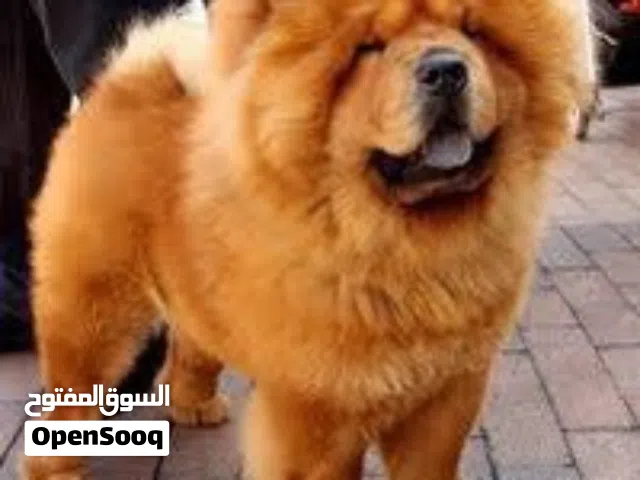 مطلوب  كلب ذكر تشاو تشاو لتلقيح