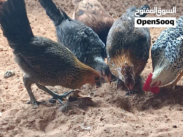 عتاتيق عربيات....