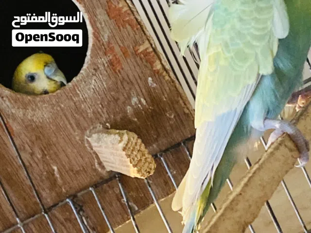 دكر ضارب عل رينبو والانثى هوقو نورمال معاهم زوز فروخ