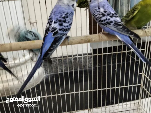 باجري خمس الجواز+فشير جوزين