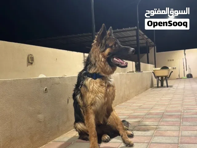 كلب جيرمن اسود