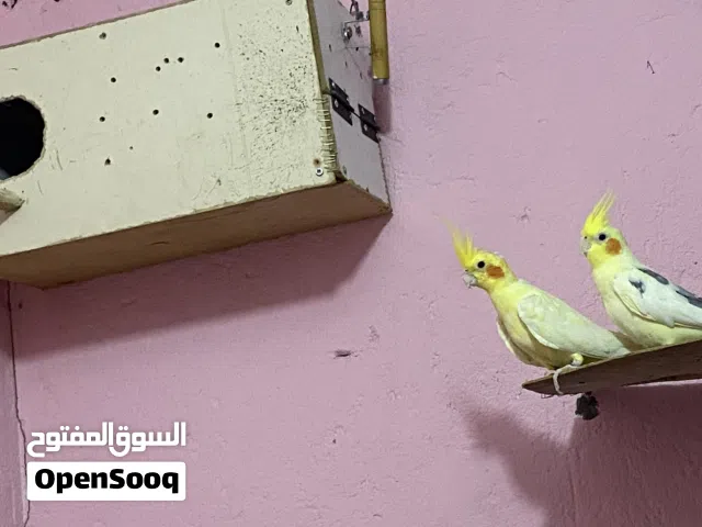 السلام عليكن كوكتيل للبيع النثيه شكريه ولفحل مسوبع طيور صحه ونضافه وتبزير السعر 65