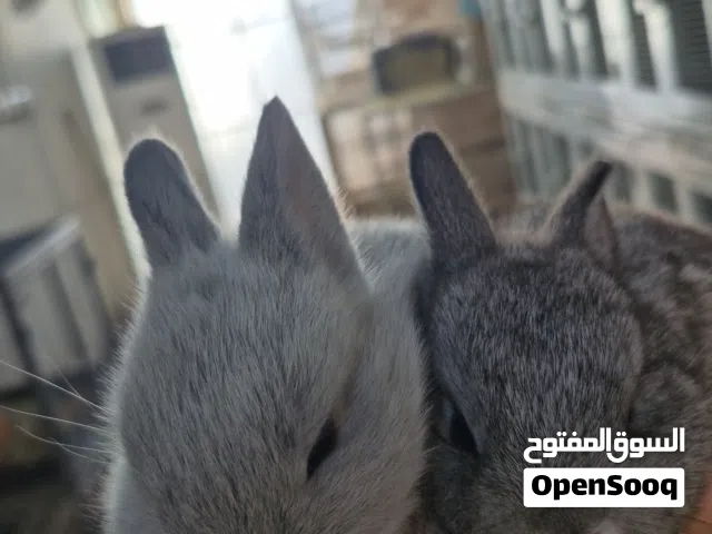 ارانب هولندي القزم صغير